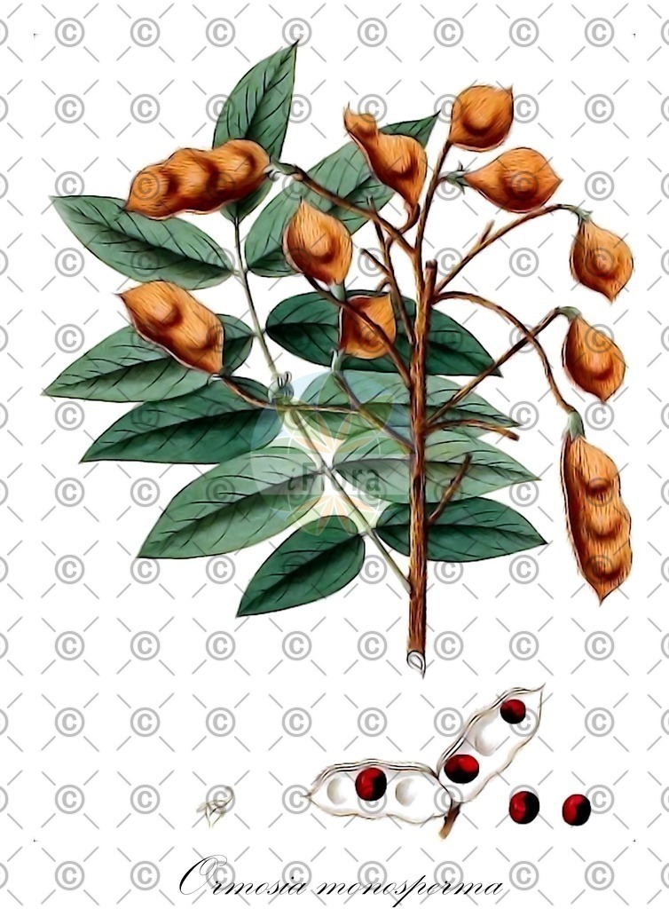 HistAbb_wfo-0000383702_1_ENZY_Simple | Historische Abbildung von Ormosia monosperma - Fabaceae | Historical Illustration of Ormosia monosperma - Fabaceae