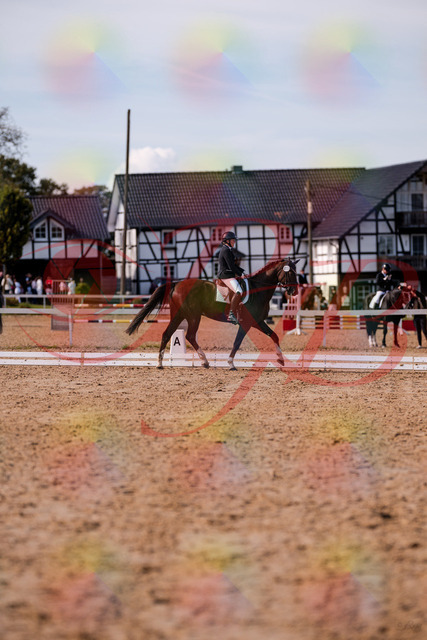 2026_10_03_Siefer-Hof_132558_Z81_78169957 | Professionelle Reitsport-, Turnier- und Eventfotografie von Robert Broda. Galerien mit ausgewählten und bearbeiteten Bildern direkt online ansehen und bestellen.