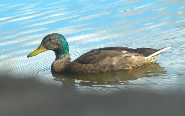Stockerpel auf Kauerner Teich | Verkauf von Fotos und  Videoclips zumThema Natur.Motive sind Pflanzen, Tiere, Landschaftenund Wetter - Realisiert mit Pictrs.com
