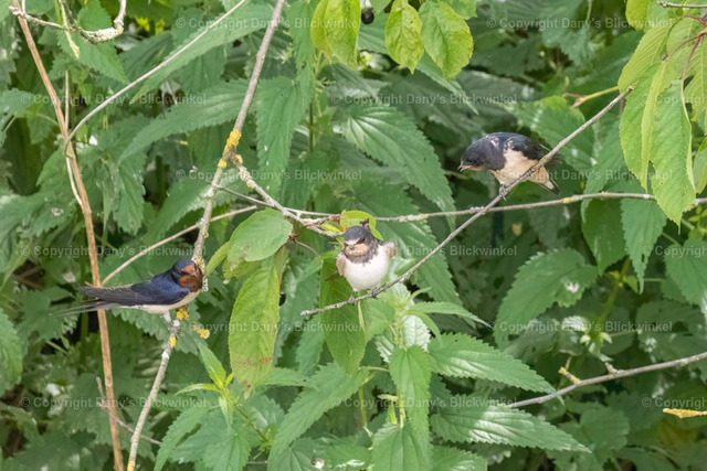 2018105 | Tierfotografie, Tierkalender, Tierbilder, Insekten, Spinnen, Vögel, Schmetterling, Libellen, Leinwand, Colorkey, Qualität, Geschenkartikel, Geschenk - Realisiert mit Pictrs.com
