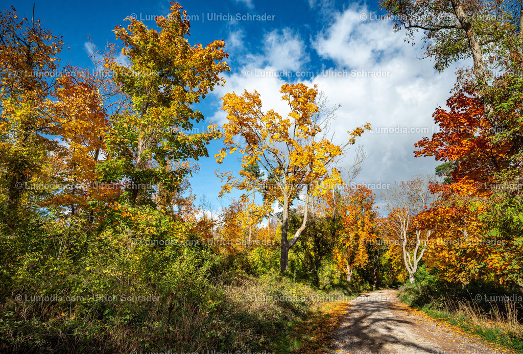10049-13730 - Herbststimmung in den Spiegelsbergen | Stockfoto und Bilderpool mit Bildmaterial aus Deutschland, dem Harz, Halberstadt, Quedlinburg, Wernigerode und weltweit. Qualitativ hochwertige und professionelle Fotos anschauen und kaufen. - Realisiert mit Pictrs.com