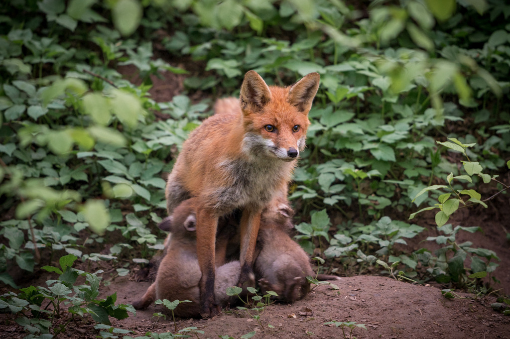 DSC_7389 | Ich bin Fotograf aus Neuburg an der Donau und spezialisiere mich auf Wildlife-Fotografie, Landschaftsaufnahmen und Portraits.Ob Hochzeit, Familienbilder oder Naturaufnahmen – ich fange echte Momente ein, die bleiben. 