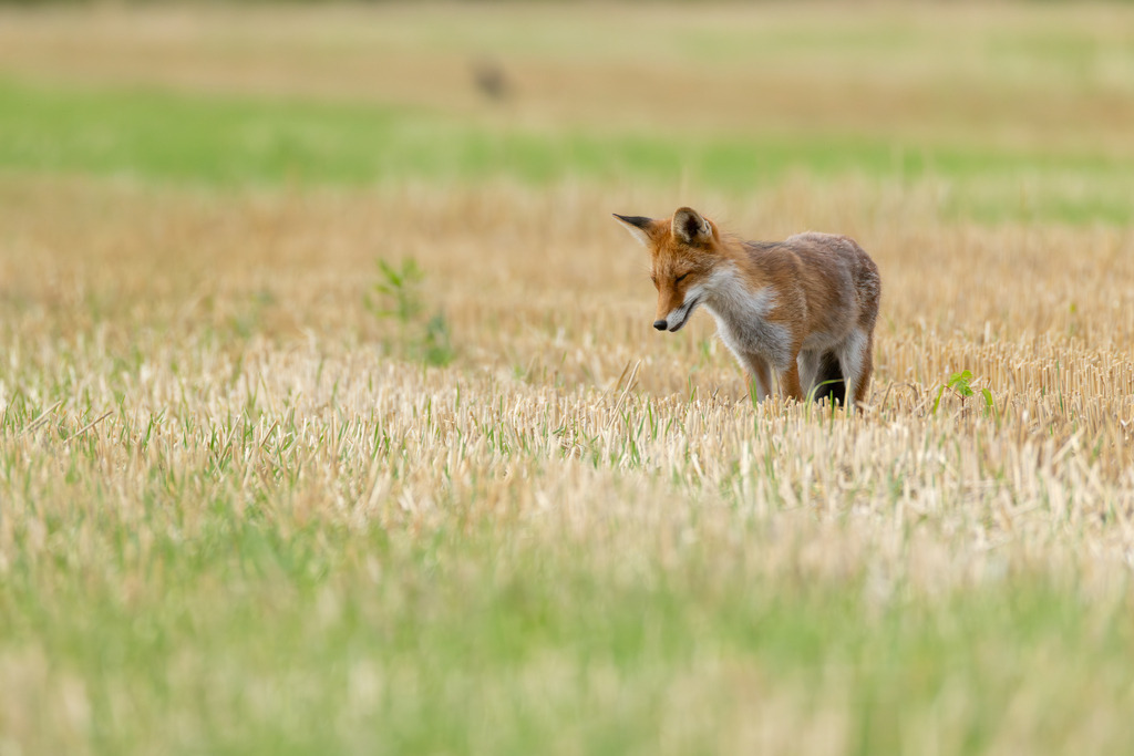 Der Fuchs | Der Rotfuchs (Vulpes vulpes) ist das am weitesten verbreitete Raubtier in Mitteleuropa und hat sich dank seiner erstaunlichen Anpassungsfähigkeit in nahezu allen Lebensräumen etabliert, von dichten Wäldern bis hin zu städtischen Gebieten. Er gehört zur Familie der Hundeartigen, weist aber mit seinen schlitzförmigen Pupillen und der Art, wie er mit seiner Beute spielt, auch katzenartige Züge auf. Der Fuchs ist ein geschickter Jäger und wird nicht umsonst als „schlau wie ein Fuchs“ bezeichnet. - Realisiert mit Pictrs.com