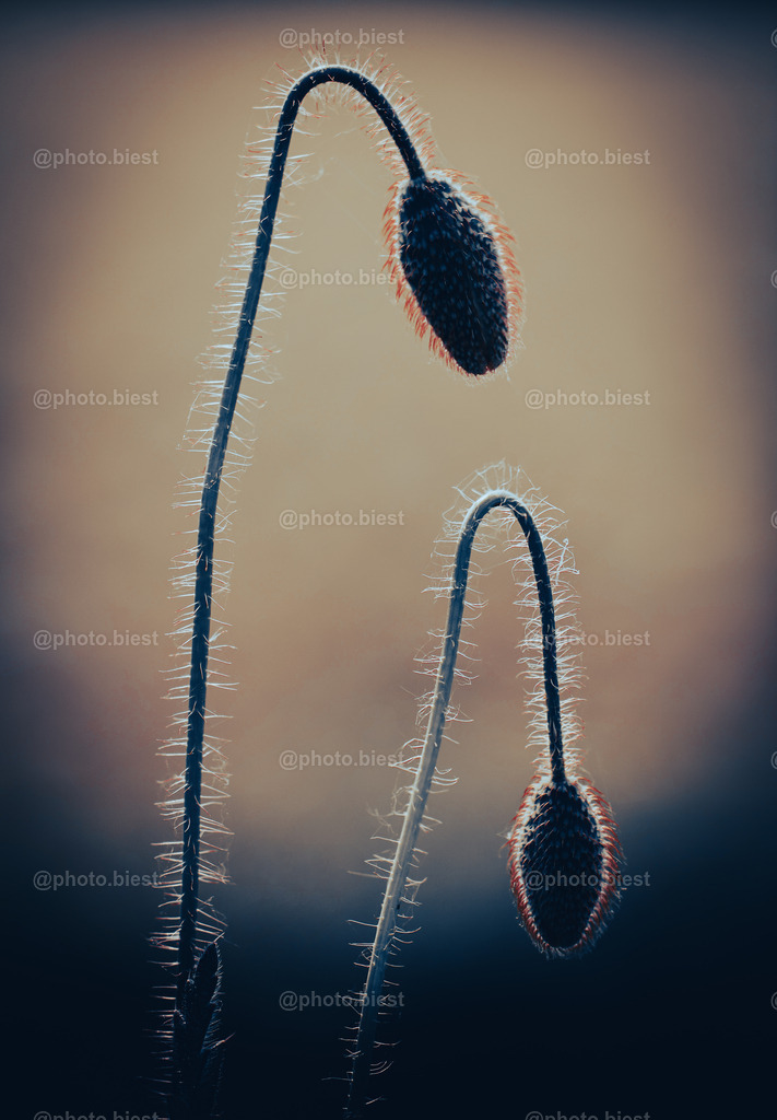 Der Feuermohn | Ungeöffneter Mohn mit feinen, haarigen Details. - Realisiert mit Pictrs.com