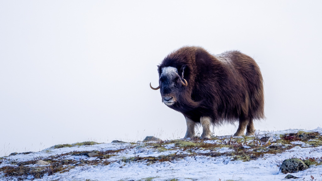 Moschusochse im Dovrefjell | Während wir uns der Gruppe Moschusochsen im Dovrefjell nähern, werden wir aufmerksam von diesem weiblichen Exemplar genaustens beobachtet. - Realisiert mit Pictrs.com