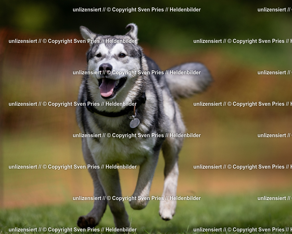 Sven Pries | 2024-04-21 - Hunderennen Baden-Oos
Foto: Sven Pries - Realisiert mit Pictrs.com