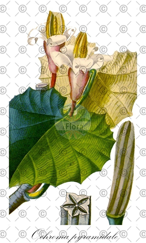 HistAbb_7PMVW_1_ENZY_Simple | Historische Abbildung von Ochroma pyramidale - Malvaceae (Balsabaum) | Historical Illustration of Ochroma pyramidale - Malvaceae