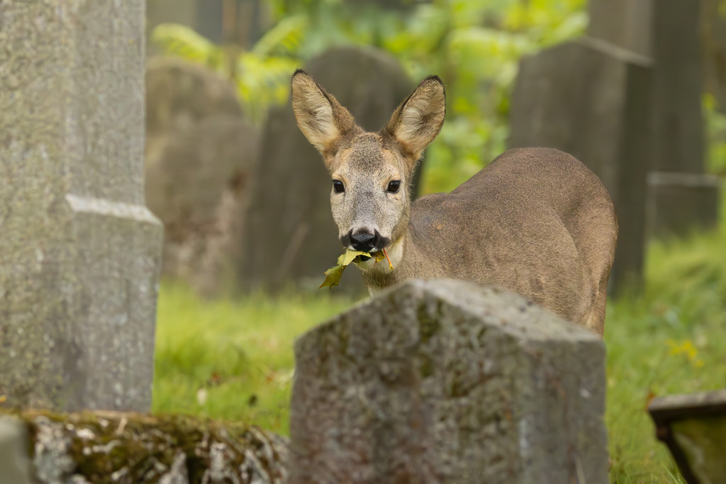 Das Reh | Das Reh (Capreolus capreolus) ist die häufigste und zugleich kleinste Hirschart in Europa und gilt als die am weitesten verbreitete Schalenwildart. Es gehört zur Familie der Hirsche (Cervidae) und bildet zusammen mit Elch und Rentier die Gruppe der Trughirsche. Man unterscheidet das Europäische Reh, das Sibirische Reh und das Mandschurische Reh. Die Tiere sind von graziler, schlanker Statur. Ein ausgewachsenes Reh erreicht eine Schulterhöhe von etwa 60 bis 80 Zentimetern und ein Gewicht zwischen 15 und 30 Kilogramm. Das Männchen wird als Rehbock, das Weibchen als Ricke oder Geiß bezeichnet. Die Jungen sind die Kitze. - Realisiert mit Pictrs.com