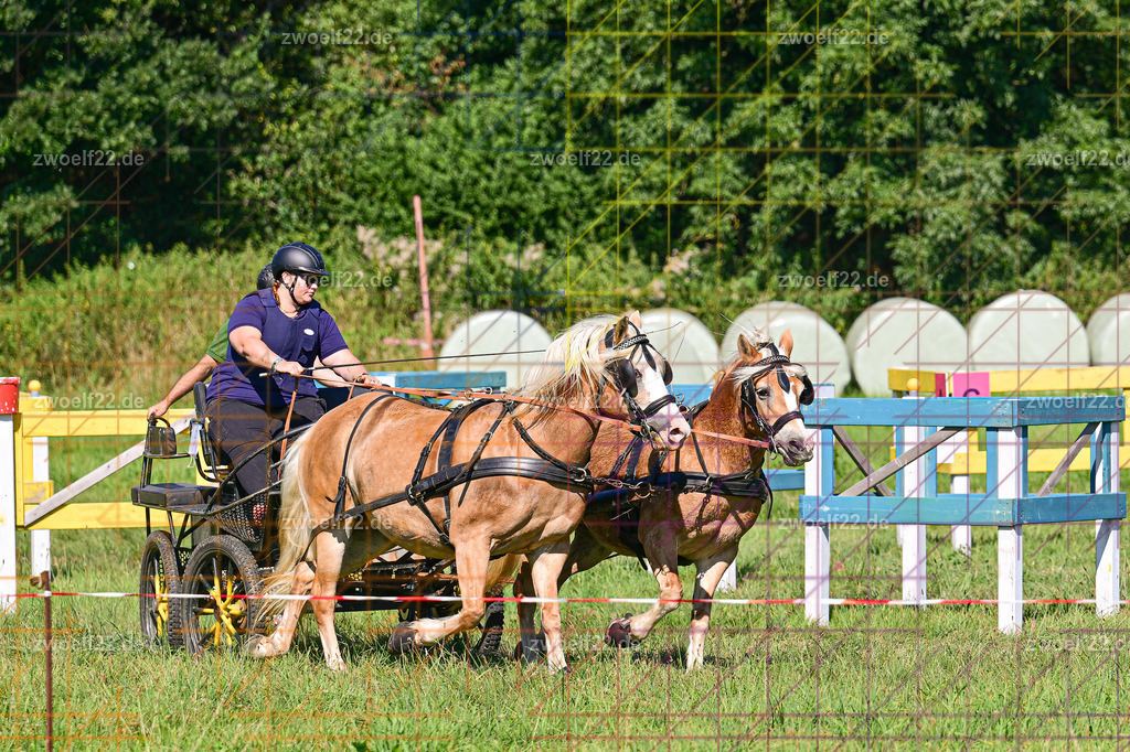 30 Jahre RFV Pulsnitz e.V., Pulsnitz am 09.08.2026 | 30Jahre Reit- und Fahrverein Pulsnitz e.V., Pulsnitz am 08.08.2026Zur 28. breitensportlichen Veranstaltung des RFV Pulsnitz e.V. fanden verschiedene Wettbewerbe in nahezu allen Disziplinen des Pferdesport statt.- Geländefahr-Wettbewerb - Realisiert mit Pictrs.com