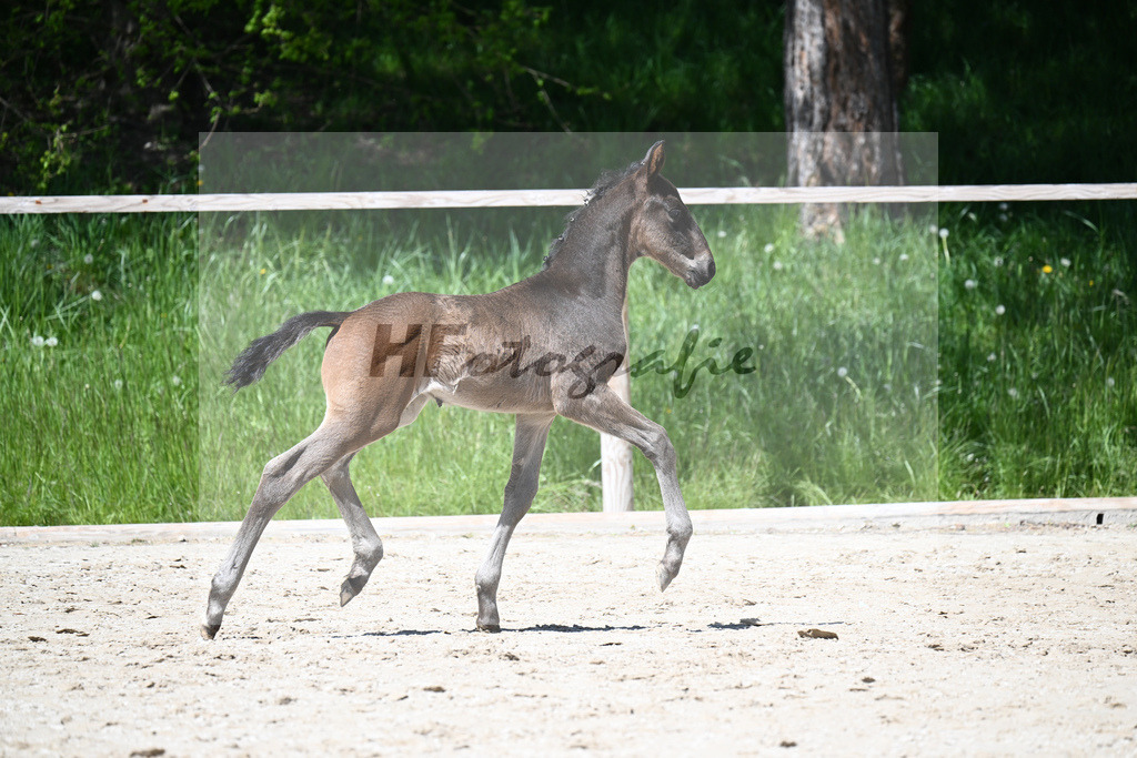 Foundation x Soliman de Hus_HF_Engbert_11240422 | hf-fotografie - Realisiert mit Pictrs.com