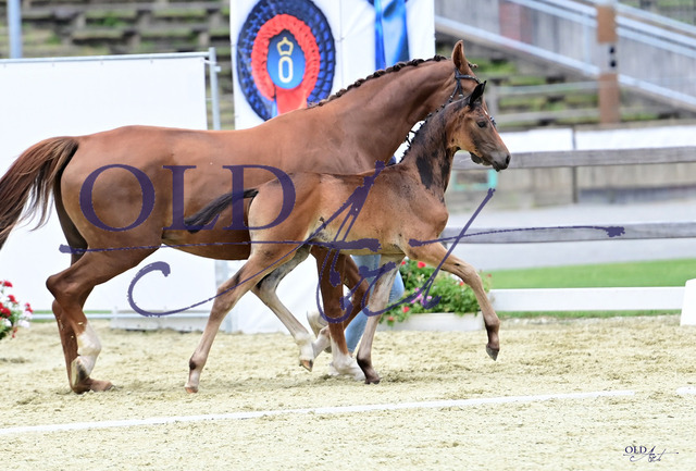 Total Diamond PS - Fürst Romancier - Sandro Hit DSC_1696_s | <meta name="description" content="★Offizieller Merchandise und Foto-/Videostore des Oldenburger Verbandes.★ ✅Jetzt auch digital Ausdrucke erhältlich." />
<meta name="keywords" content="Merchandise Foto-/Videostore Oldenburger Verband Photographie 