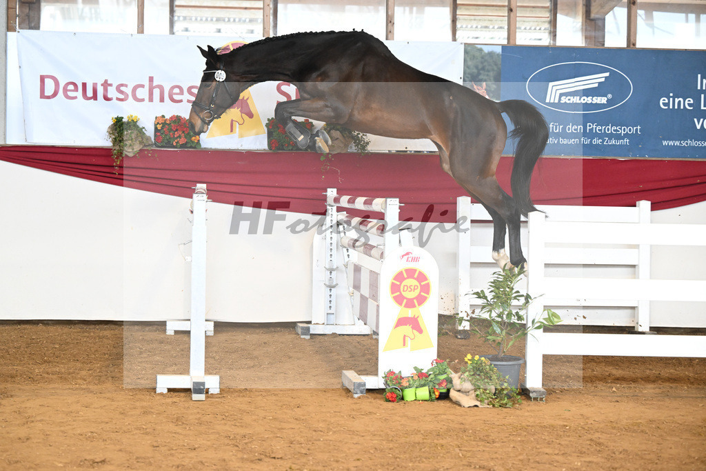 Kat-Nr. 5 Acira v. Adzaro de L Abbaye B_Lehr_16250837 | hf-fotografie - Realisiert mit Pictrs.com