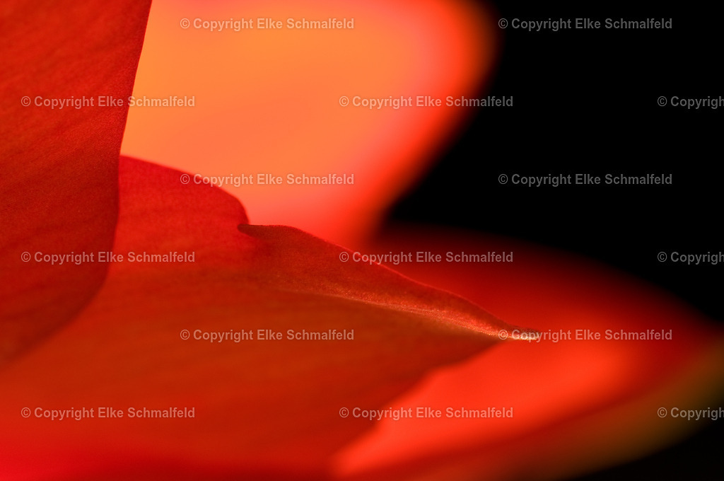 Bluetenreise-Rot-13 | Elke Schmalfeld - Realisiert mit Pictrs.com