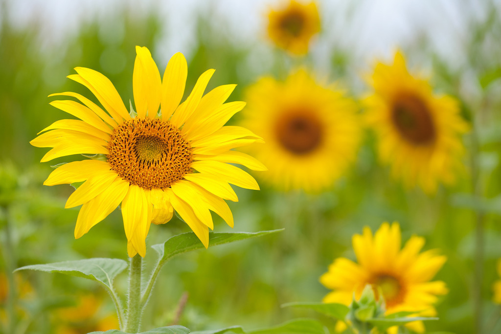 210804-417 | Europa, DEU, Deutschland, Baden-Wuerttemberg, Schwaebische Alb, Bissingen an der Teck, Sonnenblume (Helianthus annuus), Agrarlandschaft, Sonnenblumenfeld, Bluete, Bluetenkorb, Landwirtschaft, Landwirtschaftlich, Agrar, Agrarwirtschaft, Natur, Naturfoto, Naturfotos, Naturfotografie, Naturphoto, Naturphotographie, Landschaft, Landschaften, Landschaftsfoto, Landschaftsfotografie, Landschaftsphoto, Landschaftsphotographie, 

[Fuer die Nutzung gelten die jeweils gueltigen Allgemeinen Liefer-und Geschaeftsbedingungen. Nutzung nur gegen Verwendungsmeldung und Nachweis. Download der AGB unter http://www.image-box.com oder werden auf Anfrage zugesendet. Freigabe ist vorher erforderlich. Jede Nutzung des Fotos ist honorarpflichtig gemaess derzeit gueltiger MFM Liste - Kontakt, Uwe Schmid-Fotografie, Duisburg, Tel. (+49).2065.677997, ..archiv@image-box.com, www.image-box.com] - Realisiert mit Pictrs.com