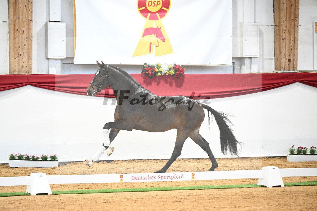 Kat-Nr. 54 Va Bene x Charmeur_Mueller_43231755 | hf-fotografie - Realisiert mit Pictrs.com