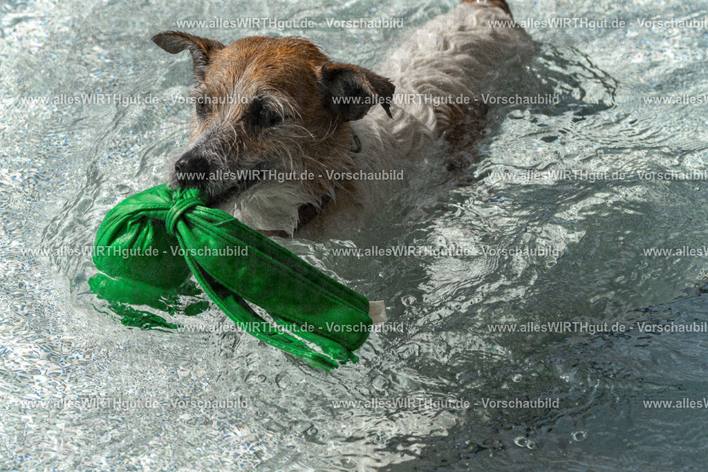 Hundeschwimmen_Volksbad_2026-allesWIRTHgut_Tierfotografie-2609061503-FAY07078 | Professionelle Tierfotografie in Mönchengladbach von Daniel Wirth (allesWIRTHgut). Liebevolle & natürliche Bilder von Hunden & Katzen für unvergessliche Erinnerungen.