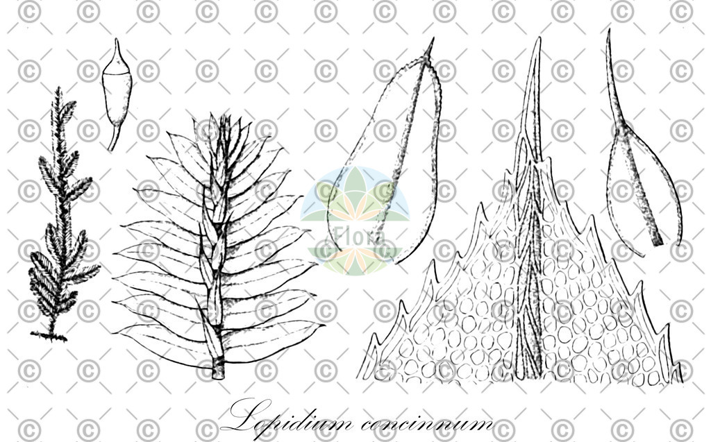 HistAbb_wfo-0001182495_1_ENZY_Simple | Historische Abbildung von Lopidium concinnum - Hypopterygiaceae | Historical Illustration of Lopidium concinnum - Hypopterygiaceae