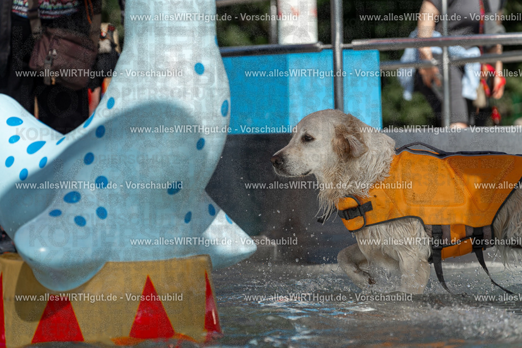 Hundeschwimmen_Volksbad_2026-allesWIRTHgut_Tierfotografie-2609061340-7R500875 | Professionelle Tierfotografie in Mönchengladbach von Daniel Wirth (allesWIRTHgut). Liebevolle & natürliche Bilder von Hunden & Katzen für unvergessliche Erinnerungen.
