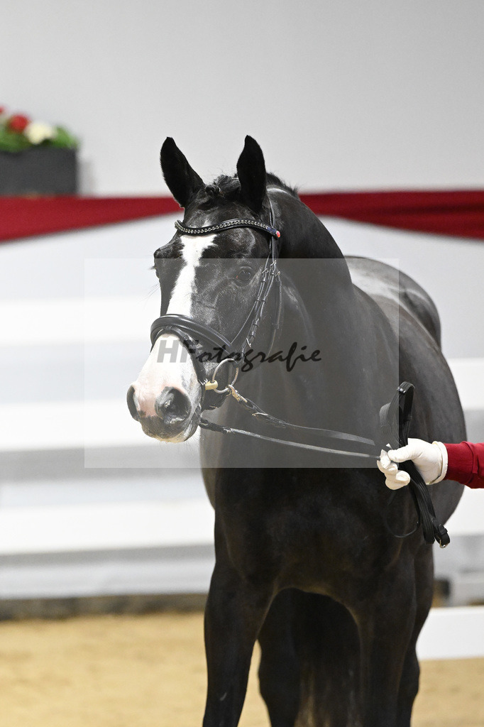 Kat-Nr. 41 v. Asca_Buchele_63221021 | hf-fotografie - Realizzato con Pictrs.com