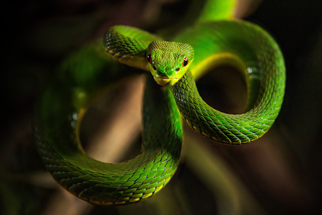 Wandbild Eleganz der Natur: Die grüne Baumpython | Dieses beeindruckende Wandbild zeigt eine grüne Baumpython in voller Pracht. Die Schlange ist in leuchtendem Grün gehalten, was sie perfekt in ihre natürliche Umgebung integriert. Ihre scharfen, intensiven Augen und die detaillierte Schuppenstruktur sind deutlich zu erkennen, während sie sich elegant um einen Ast windet. Der Hintergrund ist dunkel und verschwommen, wodurch die Schlange im Vordergrund hervorsticht und die Aufmerksamkeit des Betrachters auf sich zieht. Diese Aufnahme fängt die geheimnisvolle und faszinierende Natur dieser Kreatur ein.