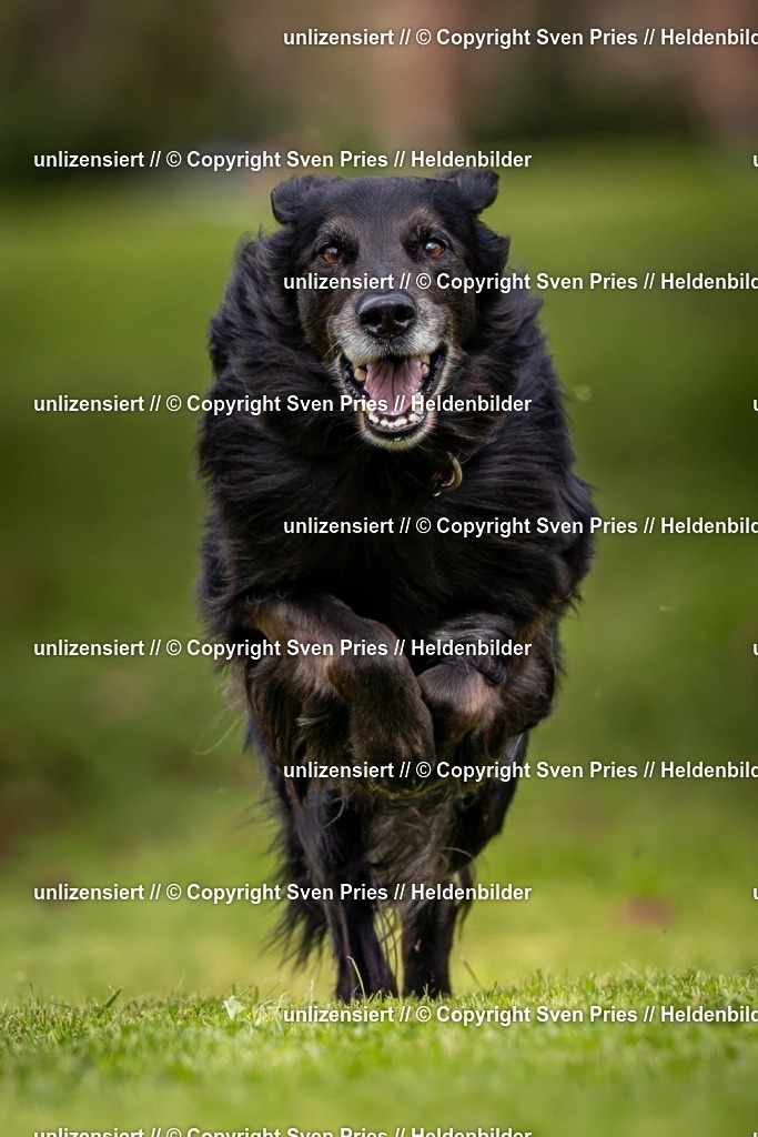 Sven Pries | 2024-09-22 - Hunderennen Baden-BadenPudelverein - Realisiert mit Pictrs.com