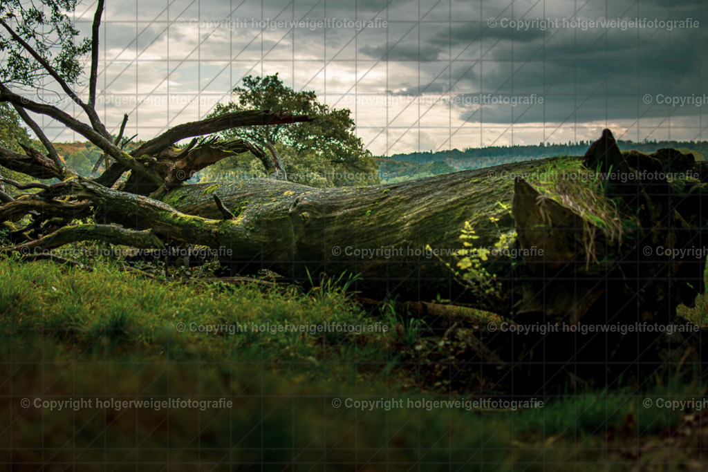 Der Liegende I | Kaufen sie online außergewöhnliche Fotografien auf Leinwand Acrylglas Fotoprint Aludibond von holgerweigeltfotografie - Realisiert mit Pictrs.com