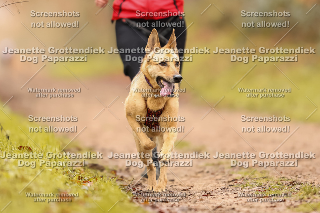Dog Paparazzi - Speedhunter Mannheim  2025-133 | Dog Paparazzi Jeanette Grottendiek Fotografie & Videografie