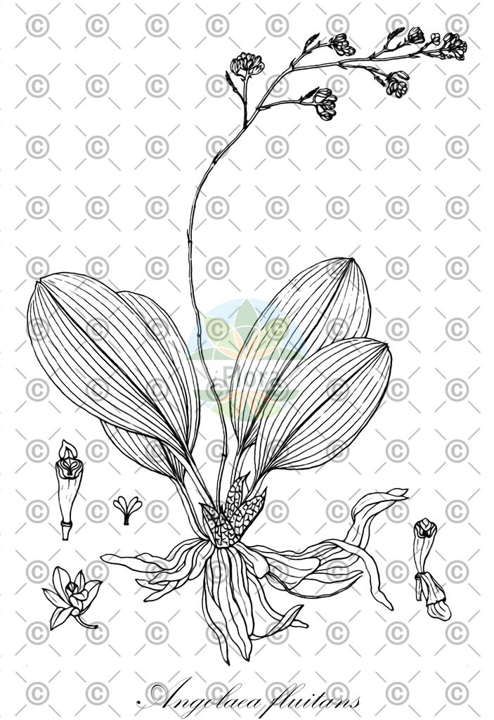 HistAbb_wfo-0000536542_566_ENZY_Simple | Historische Abbildung von Angolaea fluitans - Podostemaceae | Historical Illustration of Angolaea fluitans - Podostemaceae