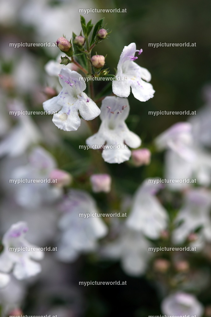 Winter-Bohnenkraut-001 | Das Bilderarchiv über Tiere, Planzen und Landschaften. In der Bilddatenbank finden Sie ein große Auswahl an hochwertigen Bilder für Ihre Werbung - Realisiert mit Pictrs.com