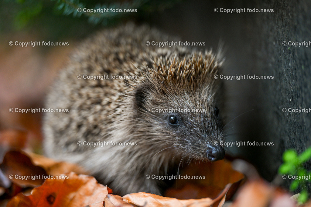 Igel_ Wildtier_ Waldbewohner_ 26.10.2024-4 | 26.10.2024, Linz, AUT, Tiere im Bild Igel, Wildtier, Waldbewohner Die Igel bilden eine Familie von Saeugetieren, deren in Europa bekannteste Vertreter die Arten Braunbrustigel und Noerdlicher Weißbrustigel sind. Der Braunbrustigel ist die in West- und Mitteleuropa typischerweise anzutreffende Art. Quer durch das oestliche Mitteleuropa (vom westlichen Polen über Tschechien, Oesterreich bis zur norditalienischen Adriakueste) erstreckt sich ein etwa 200 Kilometer breiter Bereich, in dem sich das Verbreitungsgebiet des Braunbrustigels mit dem des Weißbrustigels ueberlappt.Quelle: Wikipedia