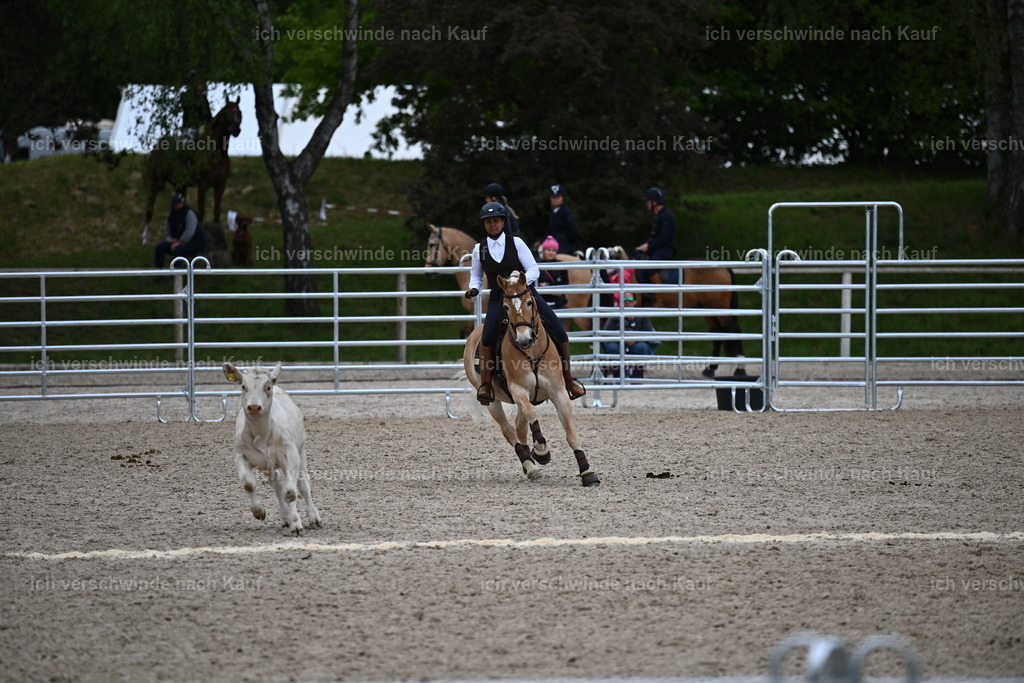PI26_COW_Sara Landvogt226_7538.JPG | working equitationturnier fotograf videograf stoibphotography marixx film working equitation deutschland reitsport turnierfotografie eventfotografie equestrian events