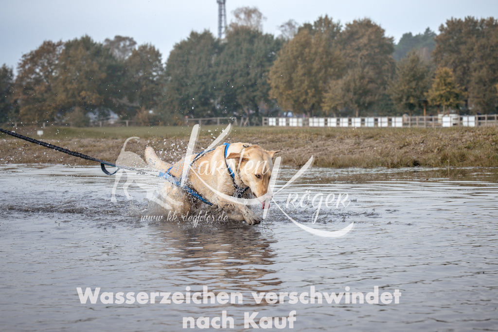 1124_ZZ94513 | kk-dogfotos