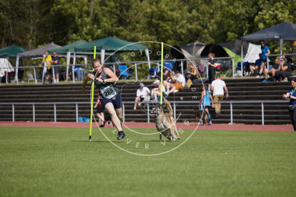 0L8A6945 | Hundefotografie, Tierfotograf, Pfotenfotografie, Fotoshooting Hund, Hunde Portrait, Hundesport, Hundeportraits, Heideshooting, Hunde, Sportfotograf, Hundefotograf, Turnierhundsport, THS,  - Realisiert mit Pictrs.com