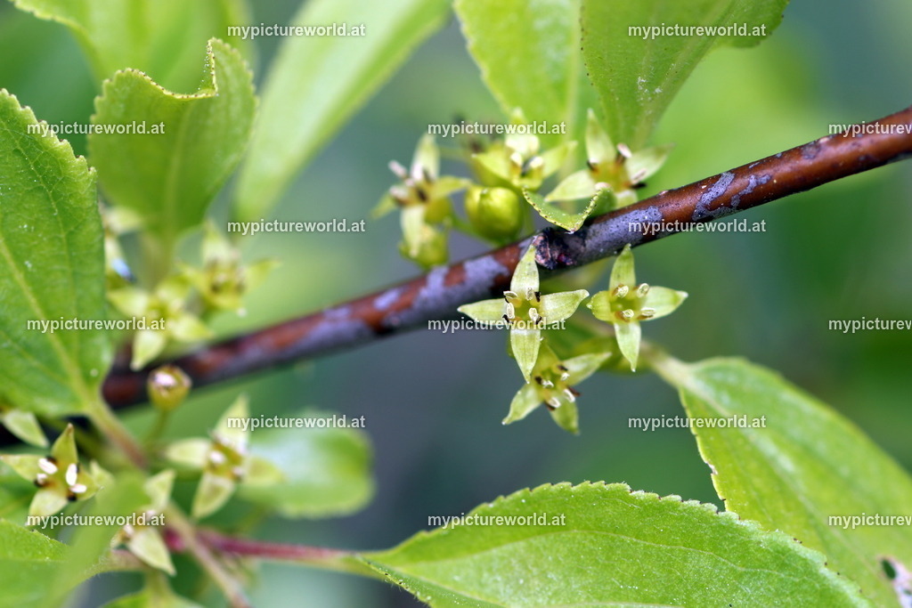 Purgier-Kreuzdorn-002 | Das Bilderarchiv über Tiere, Planzen und Landschaften. In der Bilddatenbank finden Sie ein große Auswahl an hochwertigen Bilder für Ihre Werbung - Realisiert mit Pictrs.com