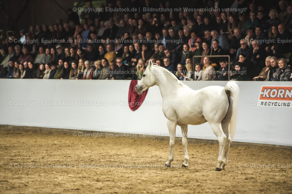 20240302_Hengstvorstellung_Marbach_TOMsPiC_1180 | equistock