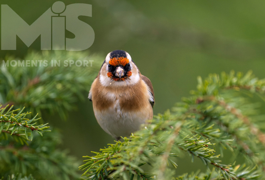 MIS_170320cm035.JPG | 07.11.2022,  Bad Wörishofen (Unterallgäu) Ein Distelfink (Carduelis carduelis) bei der Futtersuche. In den kleinen Zapfen findet er proteinreiche Samen. - Realisiert mit Pictrs.com