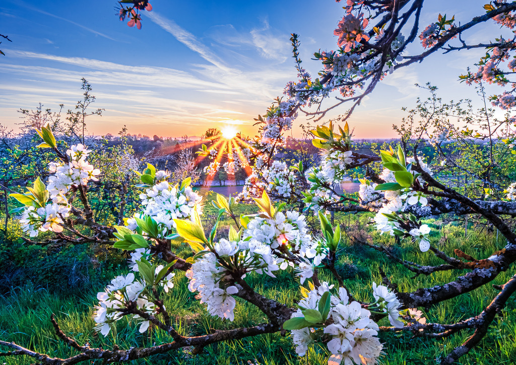 MPI_Blüten_0032 | Kirschblüte bei Appenweier - Realisiert mit Pictrs.com