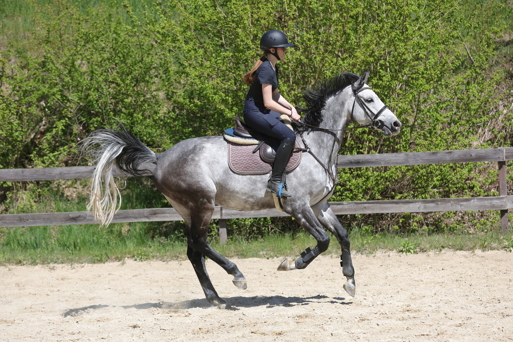 0P6A8837 | Willkommen bei Brunnmayr - Design & Fotografie – Ihrem Spezialisten für Reitturniere und Pferdeveranstaltungen in Oberösterreich, Salzburg und Bayern! Seit über 17 Jahren sind wir leidenschaftlich dabei.