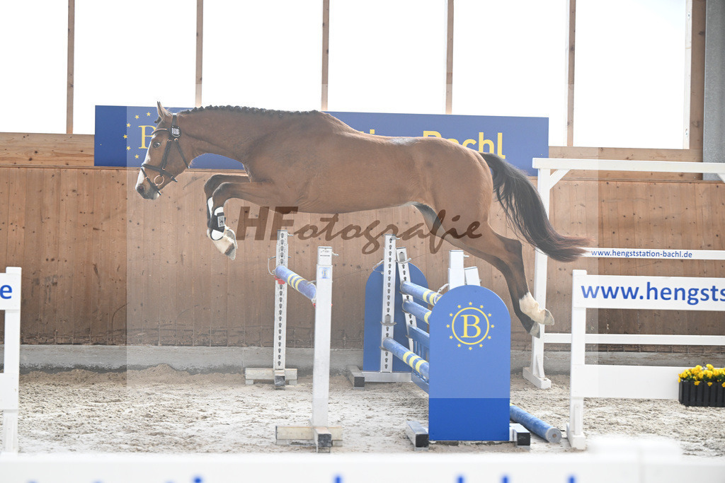 Kat-Nr. 66 Adonis H v. Asterix de Couleur_Hoffmeister_14260331 | hf-fotografie - Realizzato con Pictrs.com