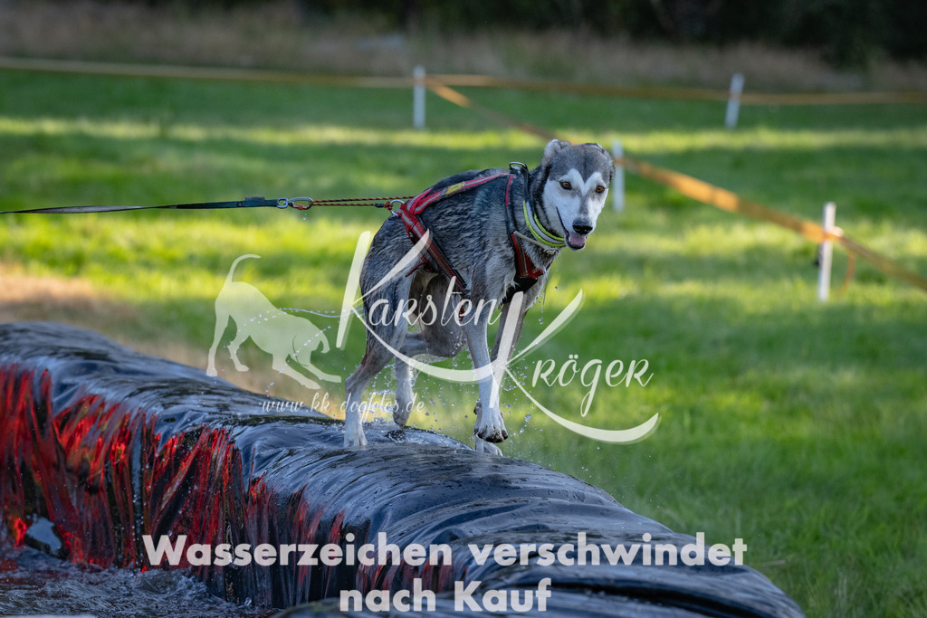 1807_ZZ90597 | kk-dogfotos