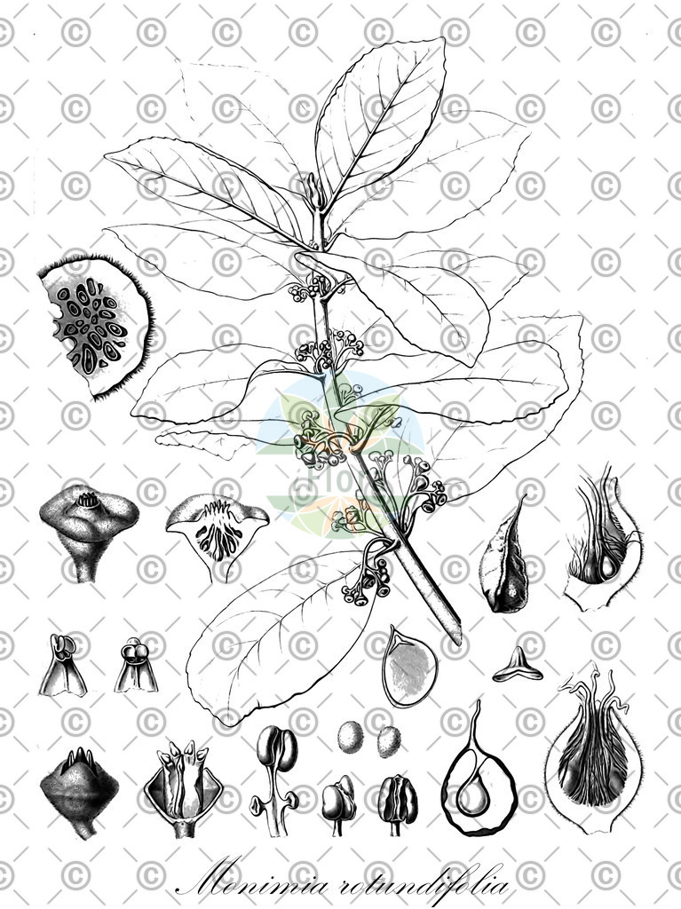 HistAbb_wfo-0000452777_2_ENZY_Simple | Historische Abbildung von Monimia rotundifolia - Monimiaceae | Historical Illustration of Monimia rotundifolia - Monimiaceae