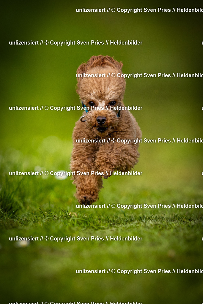 Sven Pries | 2025-04-13 - Hunderennen Baden-Baden - Realisiert mit Pictrs.com