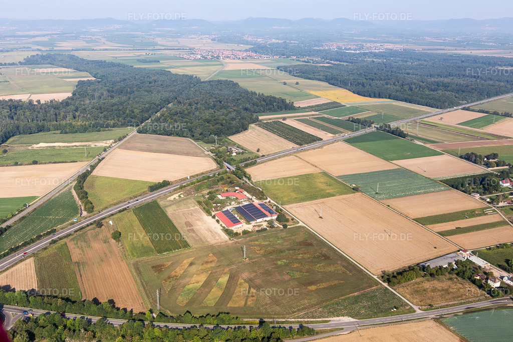 Luftbild: Eierfarm in Erlenbach bei Kandel im Bundesland Rheinland-Pfalz in Deutschland. Foto: IMG_117283.jpg vom 25.08.2019 durch Werner Riehm/FLY-FOTO.de