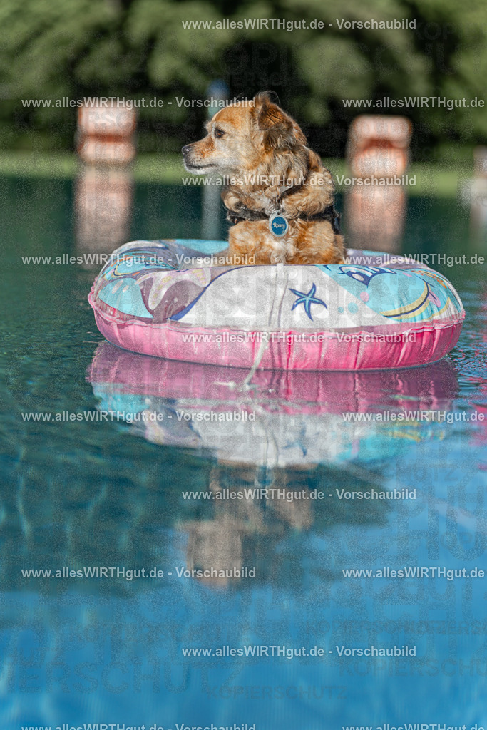 Hundeschwimmen_Volksbad_2026-allesWIRTHgut_Tierfotografie-2609061048-095844-7R509229 | Professionelle Tierfotografie in Mönchengladbach von Daniel Wirth (allesWIRTHgut). Liebevolle & natürliche Bilder von Hunden & Katzen für unvergessliche Erinnerungen.
