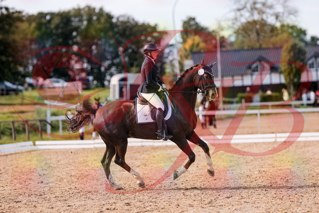 2026_10_03_Siefer-Hof_132536_Z81_76989839 | Professionelle Reitsport-, Turnier- und Eventfotografie von Robert Broda. Galerien mit ausgewählten und bearbeiteten Bildern direkt online ansehen und bestellen.