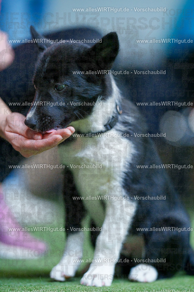 @allesWIRTHgut_Tierfotografie - www.allesWIRTHgut.de - 2604251311-7R503647 | Professionelle Tierfotografie in Mönchengladbach von Daniel Wirth (allesWIRTHgut). Liebevolle & natürliche Bilder von Hunden & Katzen für unvergessliche Erinnerungen.