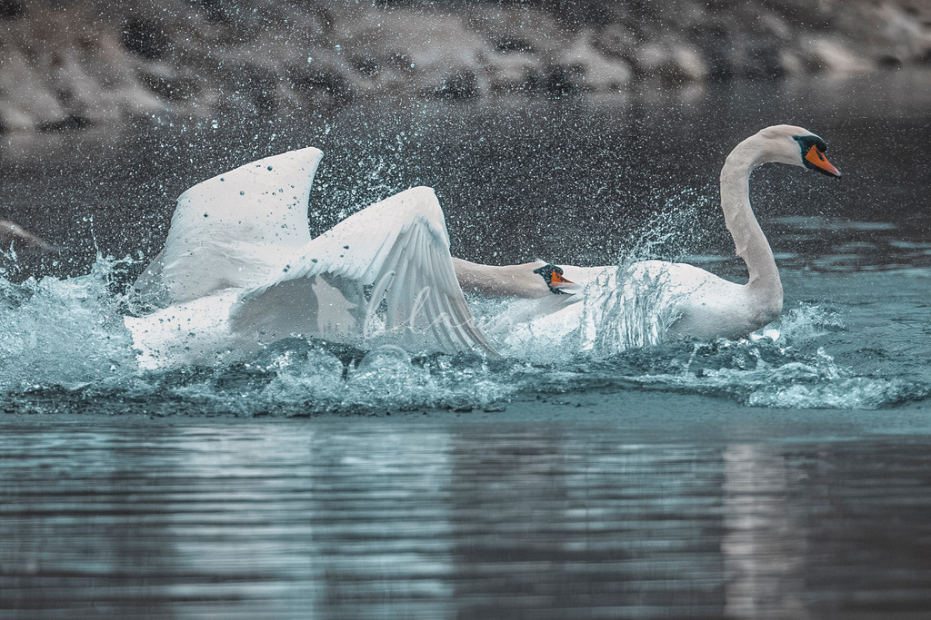 20260118-5245 | Sportbilder, Sportfotograf, Hochzeits- und Eventfotografin, Flugshows, Portraits und Tiershooting, Aviation, Downhill, Nationalleague, Swissleague, International