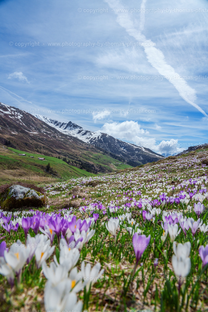 Krokusse Tux Hobalm copyright  Thomas Pfister-3 | PHOTOGRAPHY BY THOMAS PFISTER