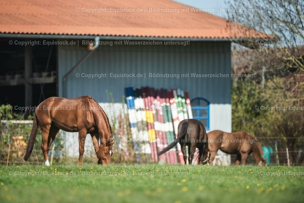 20210426_Pferd-auf-Koppel_0027 | equistock