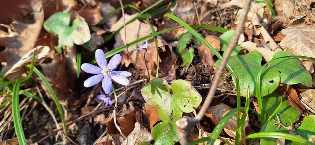 Leberblümchen | Verkauf von Fotos und  Videoclips zumThema Natur.Motive sind Pflanzen, Tiere, Landschaftenund Wetter - Realisiert mit Pictrs.com